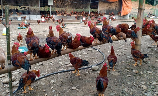 Bắc Giang duy trì 4 tổ công tác phụ trách phòng dịch tại các địa phương
