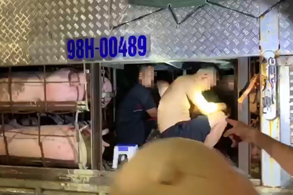 4 người trốn vào xe chở lợn nhằm qua chốt vào Quảng Ninh