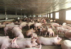 Pig farmers incur losses, pork shortage for Tet holiday possible