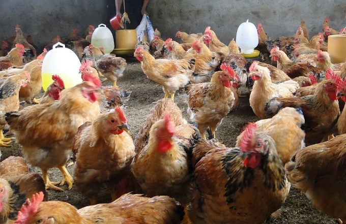 Xã Phúc Thành ngăn chặn chủng cúm gia cầm H5N8 xâm nhiễm