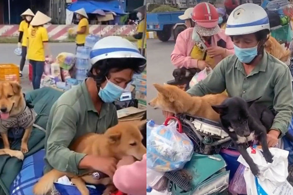 Vụ tiêu hủy đàn chó 15 con: Trưởng trạm y tế xã xin nghỉ việc