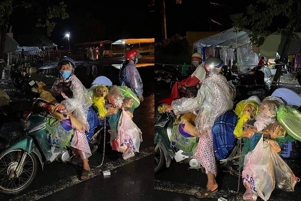 Chuyên gia nhận định tiêu hủy vật nuôi của bệnh nhân Covid-19 là không cần thiết