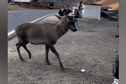 Xót của vì mô tô của mình bị húc, chủ xe tiến lại vật nhau với hươu