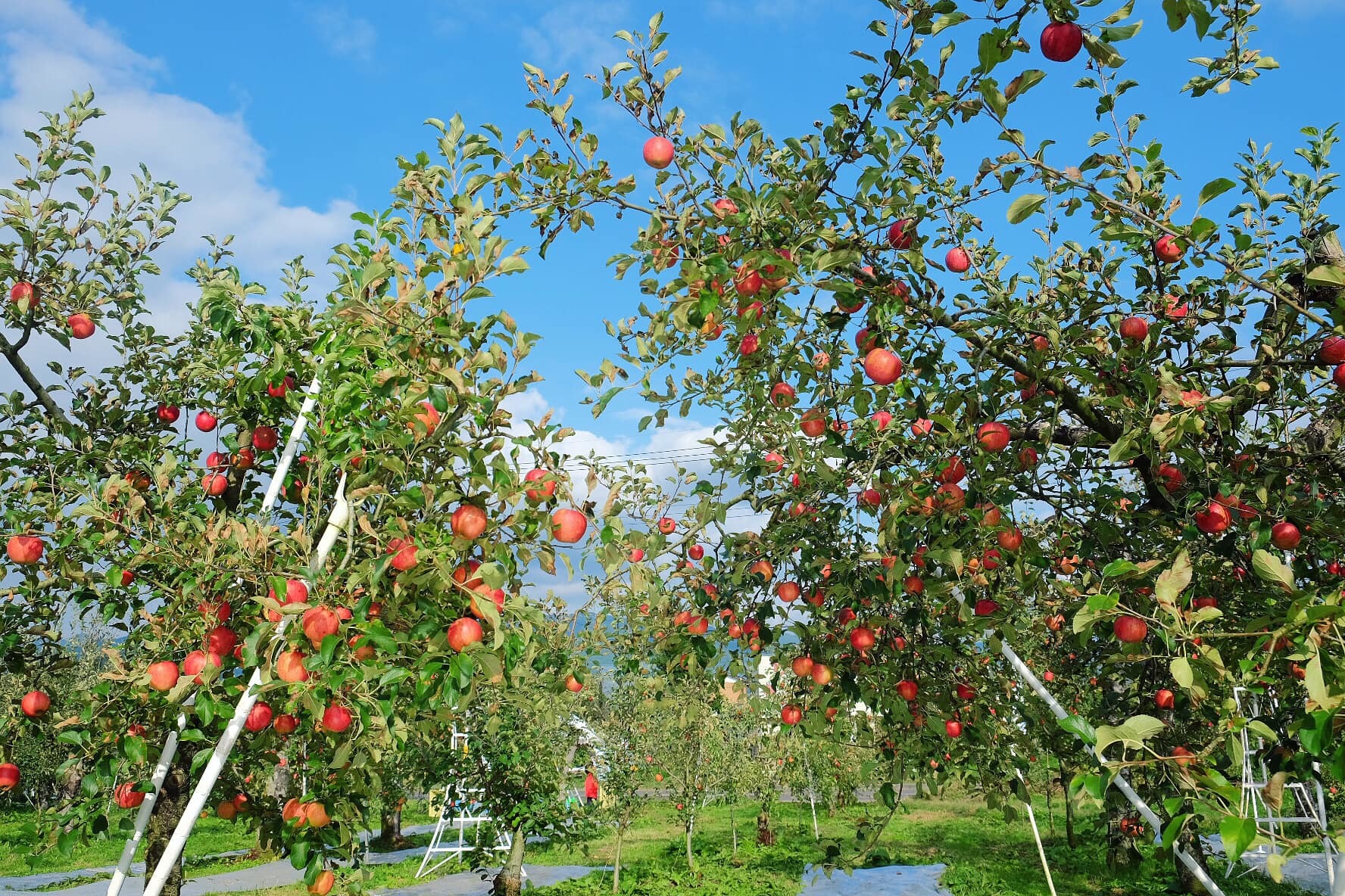 Vào vườn táo trĩu quả đẹp như cổ tích, vừa ngắm vừa ăn đã đời chỉ 100 ngàn  đồng