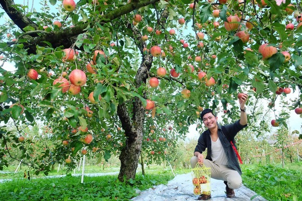Vườn táo đỏ ở Việt Nam, đặc điểm và cách trồng táo đỏ lùn như thế nào?