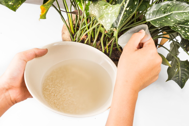 5 lợi ích bất ngờ từ nước vo gạo