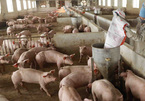Giá lợn hơi chạm đáy, thịt lợn ở chợ và siêu thị vẫn 'đứng im'
