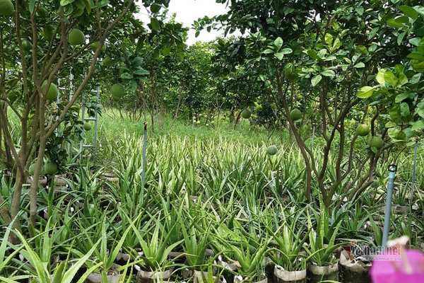 Nhiều bất thường trong dự án 'phủ xanh nha đam đất Việt' ở Hải Dương