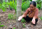 Loại cây ở Việt Nam ăn một nắm muối, trả một phân vàng