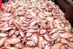Nước lũ dâng cao bất ngờ, 750 tấn cá nuôi ở Đồng Nai chết trắng sông