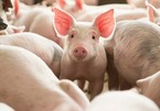 Giá lợn 30.000 đồng/kg, 'khủng hoảng lịch sử' một lần nữa lặp lại