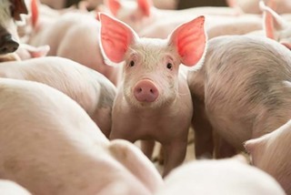 Pork prices fall, historic price crisis repeats