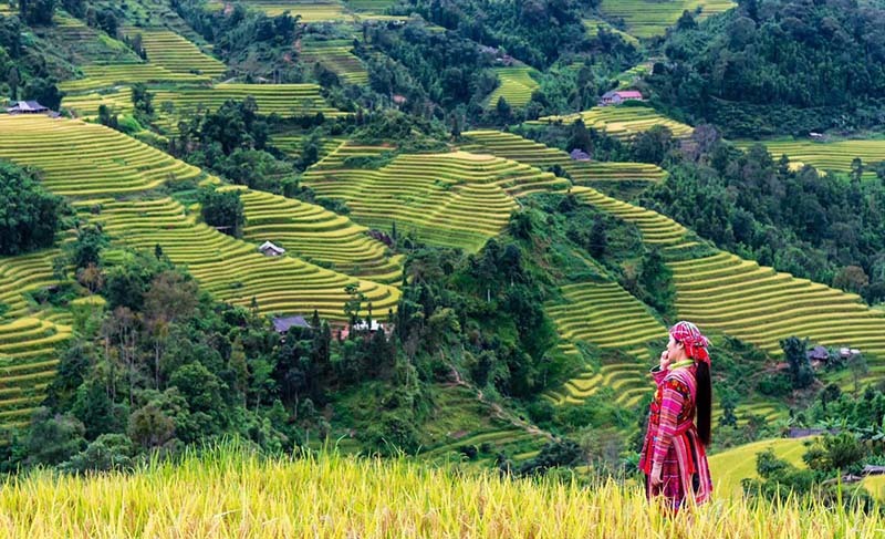 Làm nông nghiệp “đa giá trị”: Ruộng bậc thang sẽ cho lợi nhuận gấp nhiều lần lúa ở ĐBSCL