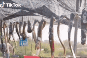 Sởn gai ốc clip loài vật ngọ nguậy đang được phơi khô, hoá ra là đặc sản nức tiếng đất Việt