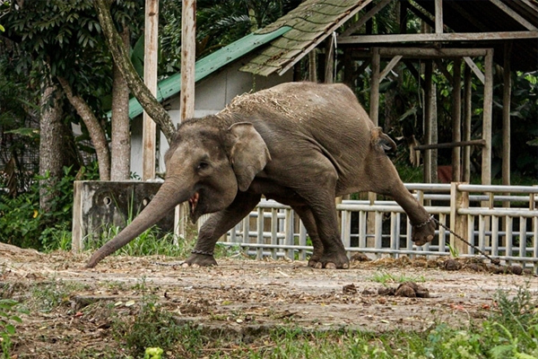 'Làm việc quần quật' suốt 15 năm, voi quý hiếm ở Bali vẫn bị ngược đãi