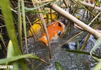 Lạ lẫm cảnh cá Koi Nhật Bản được nông dân nuôi tại ao ruộng bùn lầy ở TP.HCM
