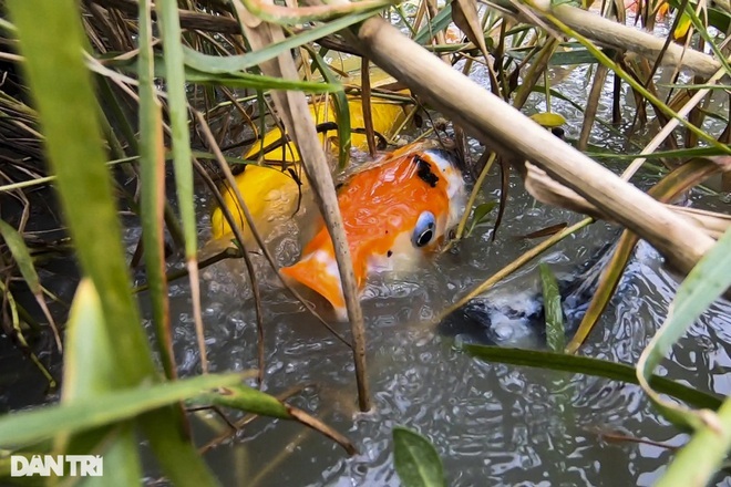 Lạ lẫm cảnh cá Koi Nhật Bản được nông dân nuôi tại ao ruộng bùn lầy