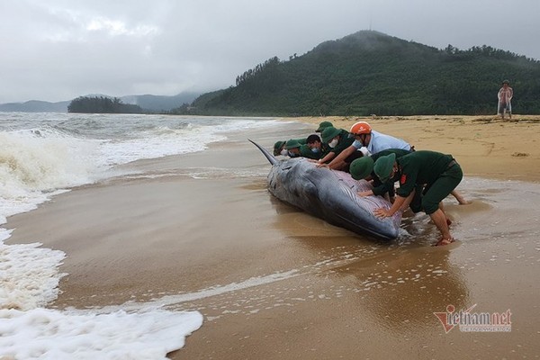 Cá voi dài 10m còn sống bị sóng đánh dạt vào bờ biển TT-Huế