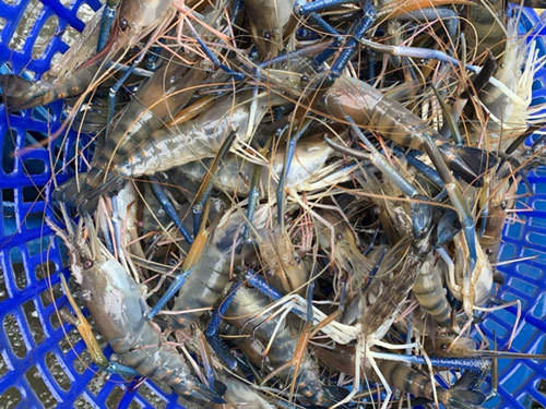 Trà Vinh hỗ trợ doanh nghiệp xây dựng thương hiệu, nhãn hiệu hàng hóa