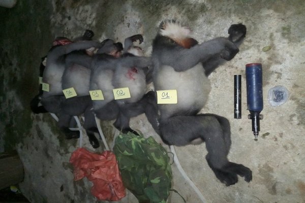 Điều tra nhóm người bắn chết 5 cá thể voọc chà vá chân xám ở Quảng Ngãi