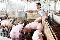 Gia Lai: Tập trung nguồn lực cho công tác phòng dịch bệnh gia súc cuối năm 2021