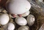 Trứng loài ngỗng có tên hung dữ, đắt gấp chục lần trứng gà, có là hết sạch