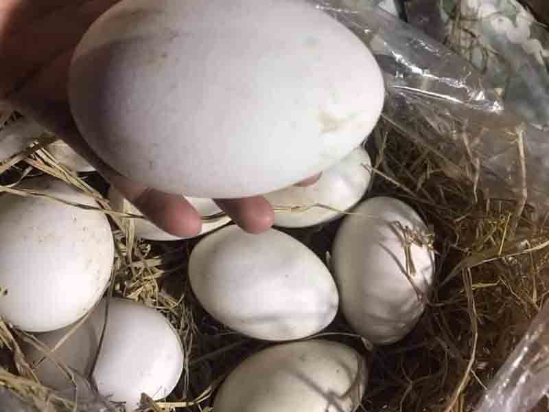 Trứng loài ngỗng có tên hung dữ, đắt gấp chục lần trứng gà, có là hết sạch