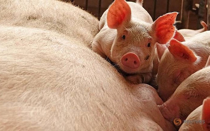 Vĩnh Long tăng cường hỗ trợ người chăn nuôi phòng bệnh nguy hiểm cho gia súc