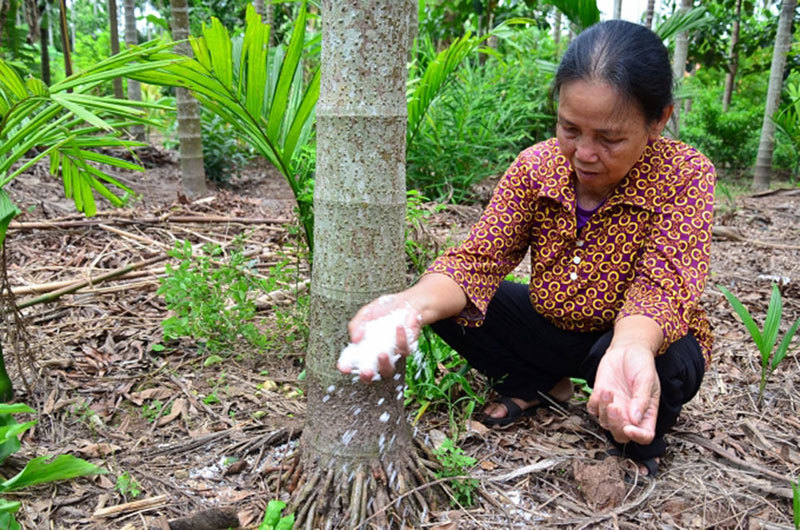 Loài cây Việt Nam có từ thời cổ tích: Ăn 1 nắm muối, thu 1 phân vàng