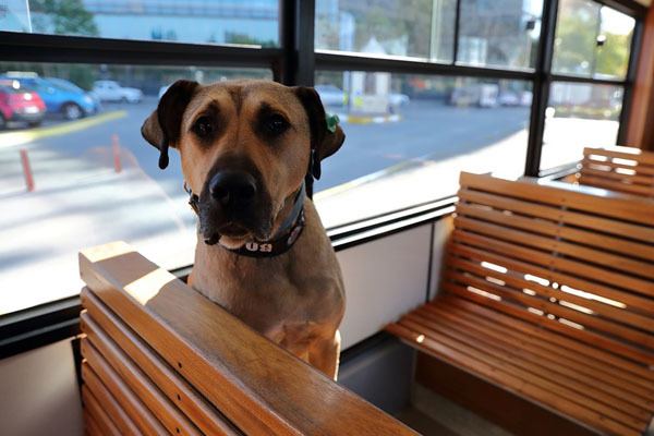 Chú chó thông minh gây sốt cộng đồng mạng, một mình tự lên tàu xe du lịch khắp thành phố