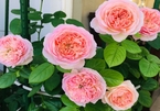 Vườn hồng rực rỡ quanh năm trên sân thượng của một gia đình ở TPHCM