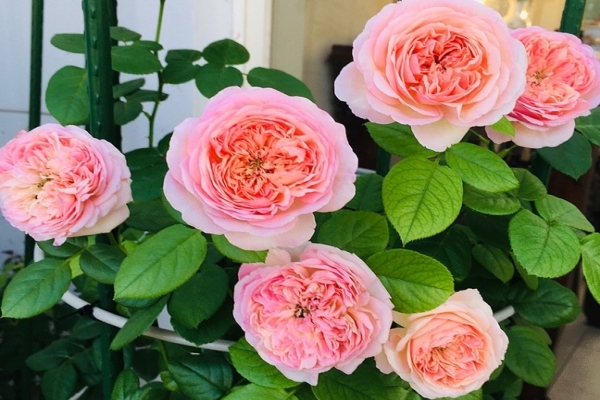 Vườn hồng rực rỡ quanh năm trên sân thượng của một gia đình ở TPHCM