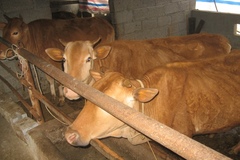 Hà Giang sẵn sàng phương án ngăn dịch bệnh, tạo môi trường chăn nuôi gia súc an toàn