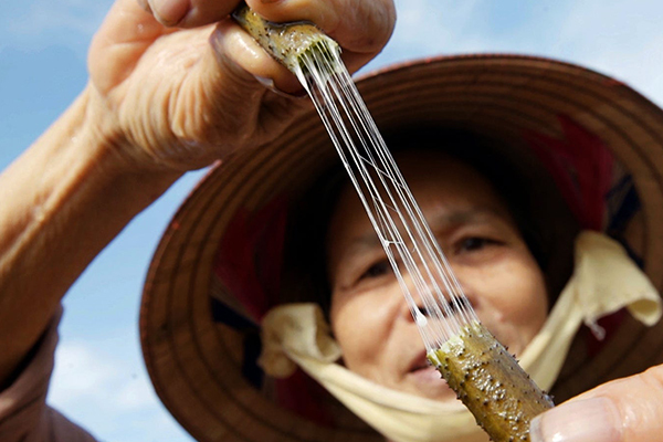 Báo Mỹ lý giải khăn lụa tơ sen Việt Nam giá gần 5 triệu vẫn đắt khách
