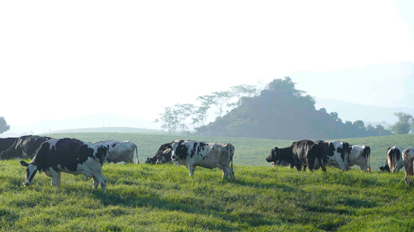 Mộc Châu Milk ra mắt nhiều sản phẩm trong giai đoạn ‘bình thường mới’