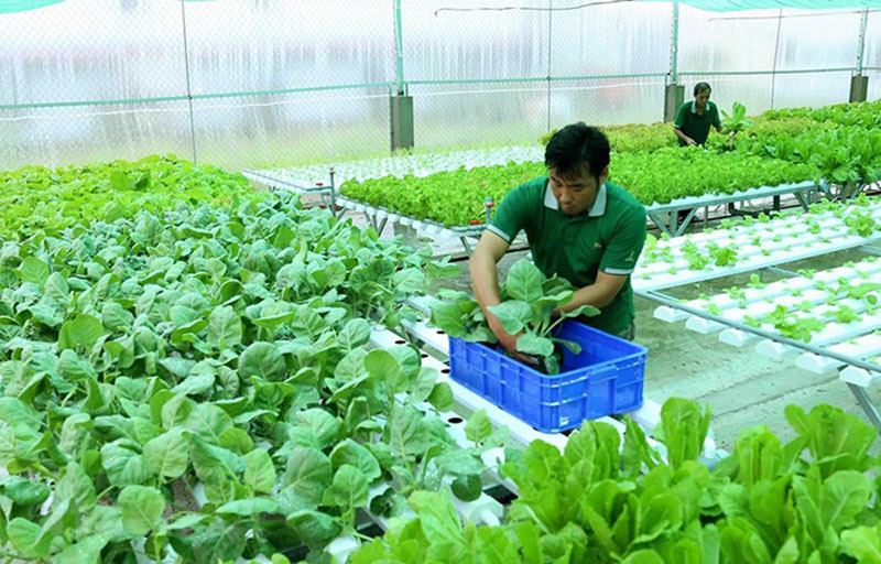 Vietnam has thousands of cooperatives but many are ‘small scale and weak’