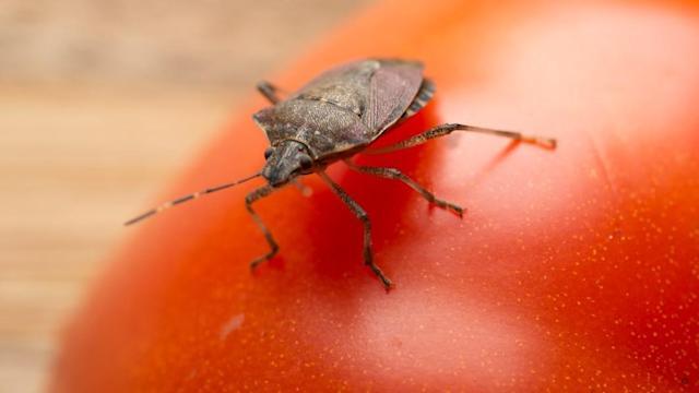 Bọ xít “tấn công” khiến việc nhập ô tô vào Úc bị trì hoãn cả tháng