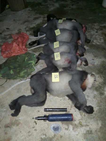 Investigation launched to find killers of endangered langurs in Quang Ngai