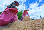 Rice husks: From waste to new green energy