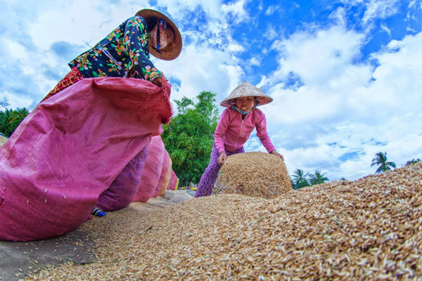 Rice husks: From waste to new green energy