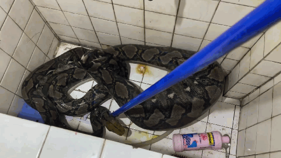 Trăn 'khổng lồ' tấn công nhà dân nuốt chửng mèo