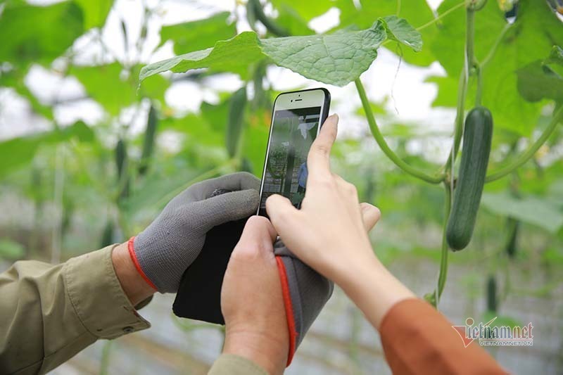 Thái Bình ứng dụng công nghệ để thúc đẩy nông nghiệp phát triển bền vững