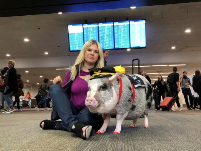 Video 20 chú lợn xua chim, đuổi ngỗng trời 'bảo vệ' sân bay bận rộn nhất châu Âu