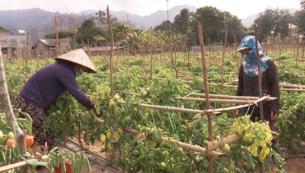 Hòa Bình: Phát triển nông nghiệp an toàn gắn với công nghiệp chế biến