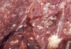 Cách phân biệt thịt lợn sạch và thịt lợn bệnh, ngâm hóa chất