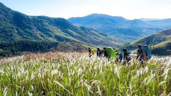 Savor the reed hills of Phuoc Binh in Ninh Thuan