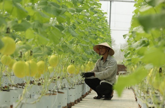 Vận dụng phù hợp kinh nghiệm, khuyến nghị từ Diễn đàn Chuyển đổi số nông nghiệp Việt Nam 2021