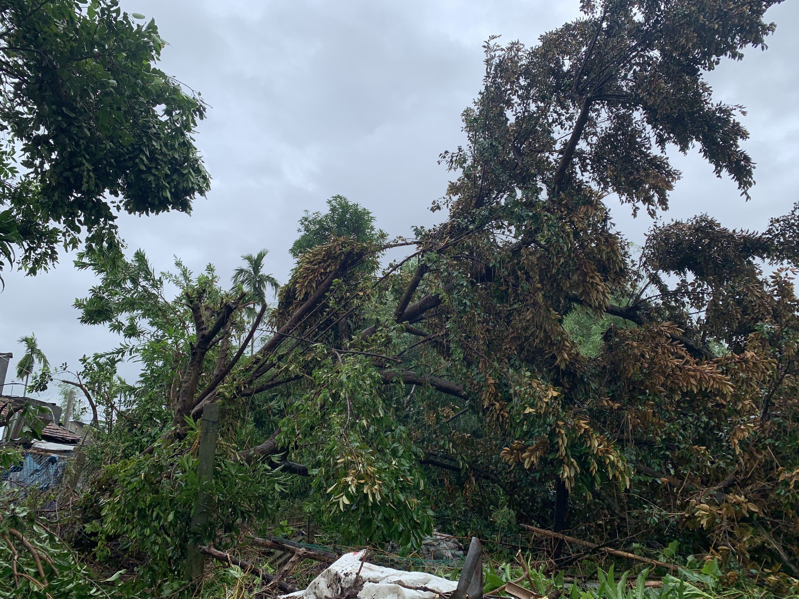 Lốc xoáy tốc mái hơn 50 ngôi nhà, cây cối đổ rạp ở Quảng Ngãi
