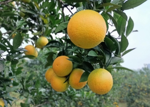 Hà Giang tổ chức