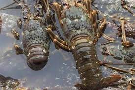 Tôm hùm có giá rẻ bất ngờ, chỉ 20.000 đồng/con